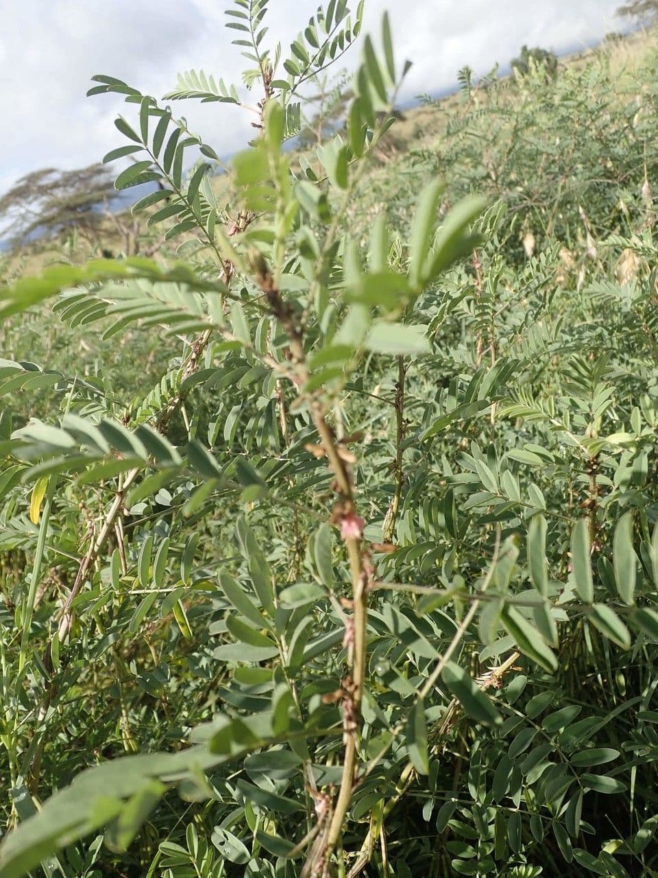Indaco 12
