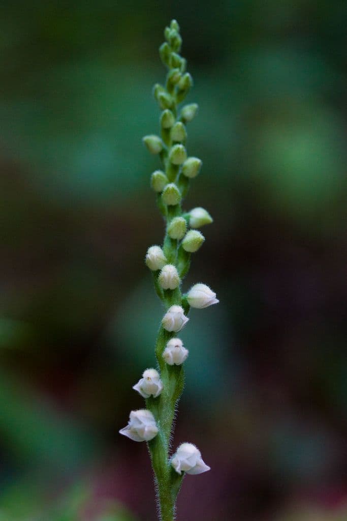 Goodyera tesselata 3