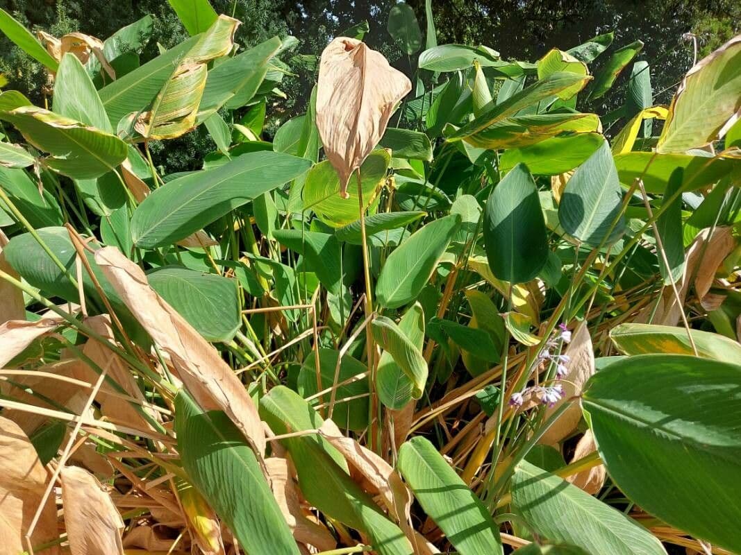 Thalia dealbata 19