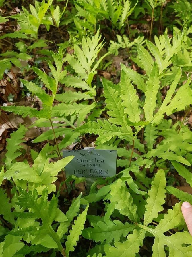 Perlfarn 26