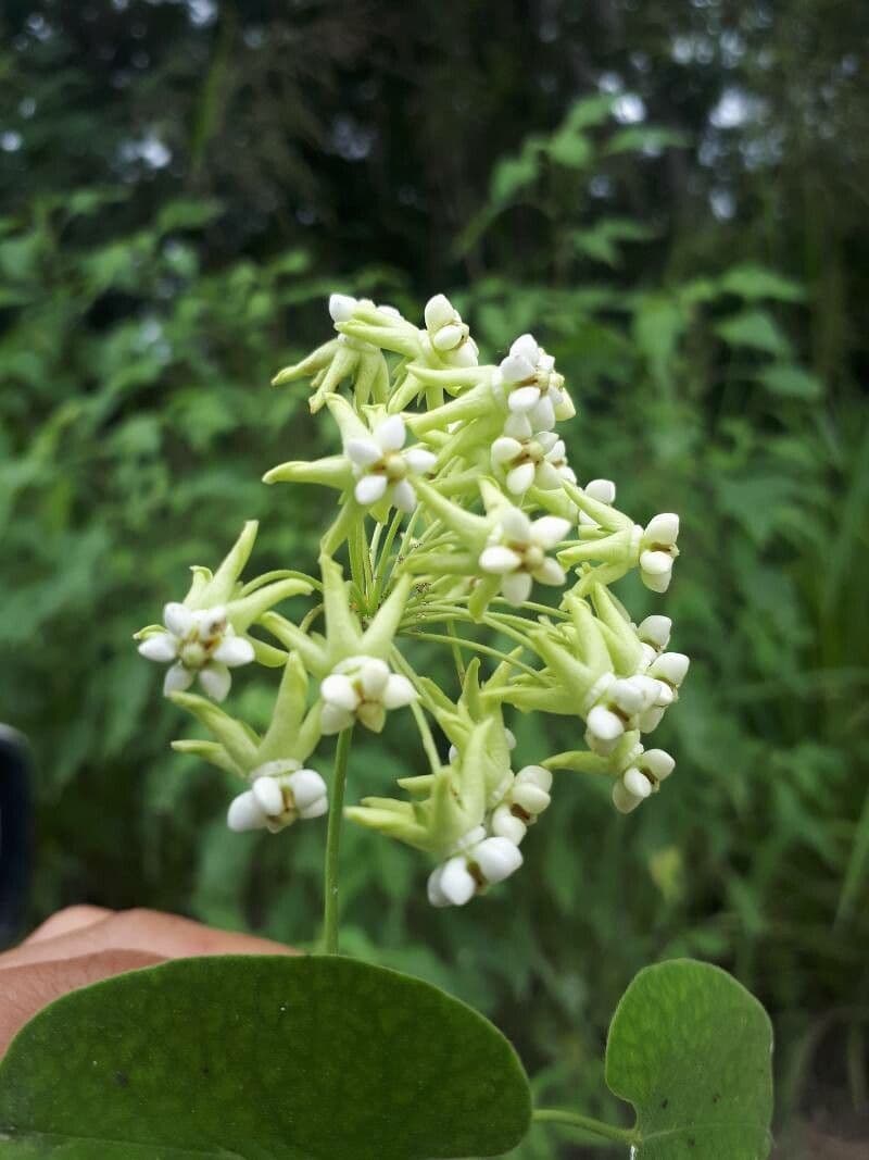 Algodonera 10