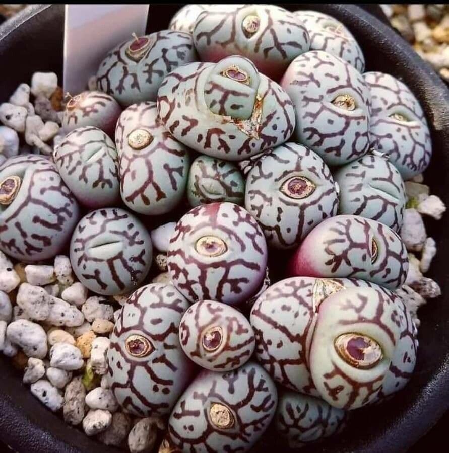 Lebende Steine 3
