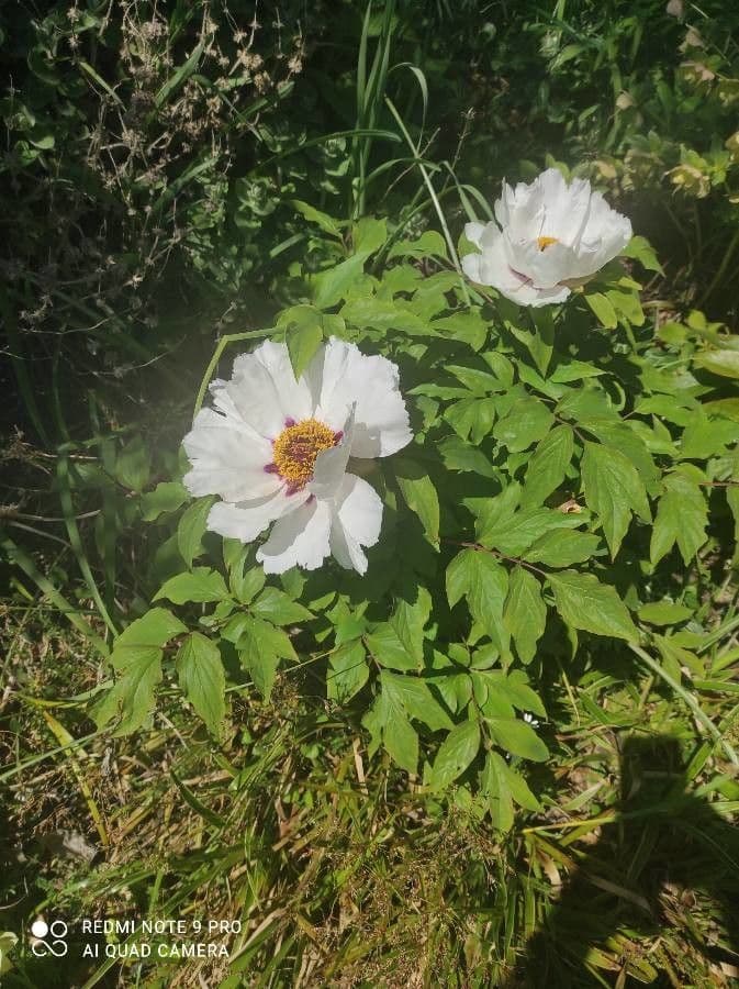 Peonia 10
