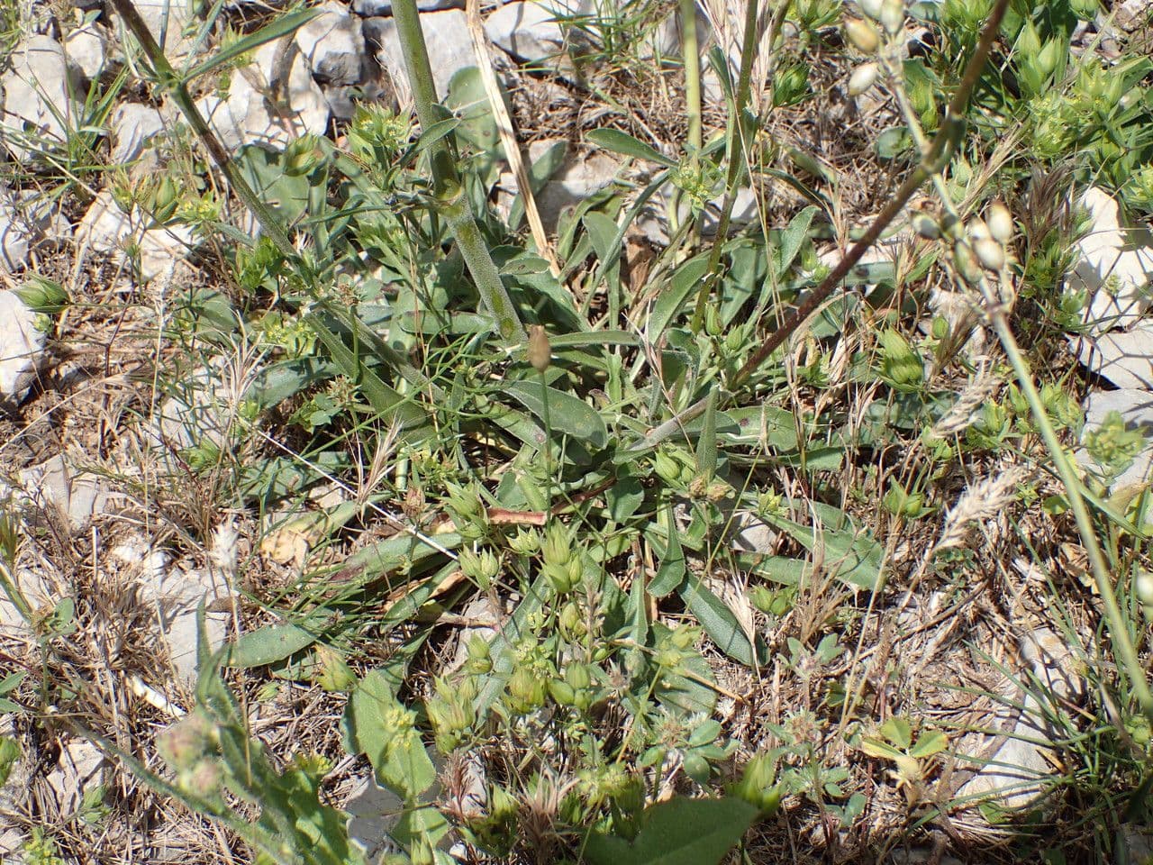 Silene otite 12