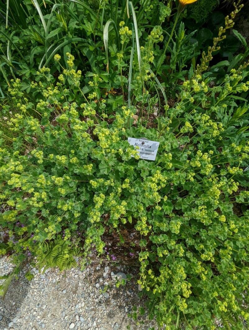 Alchemilla 3