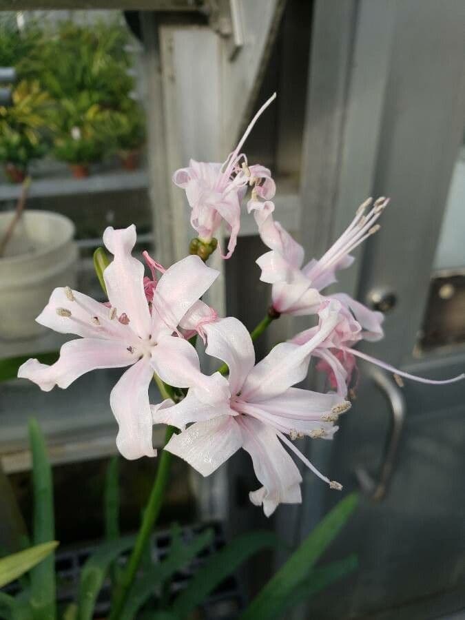 Nerine