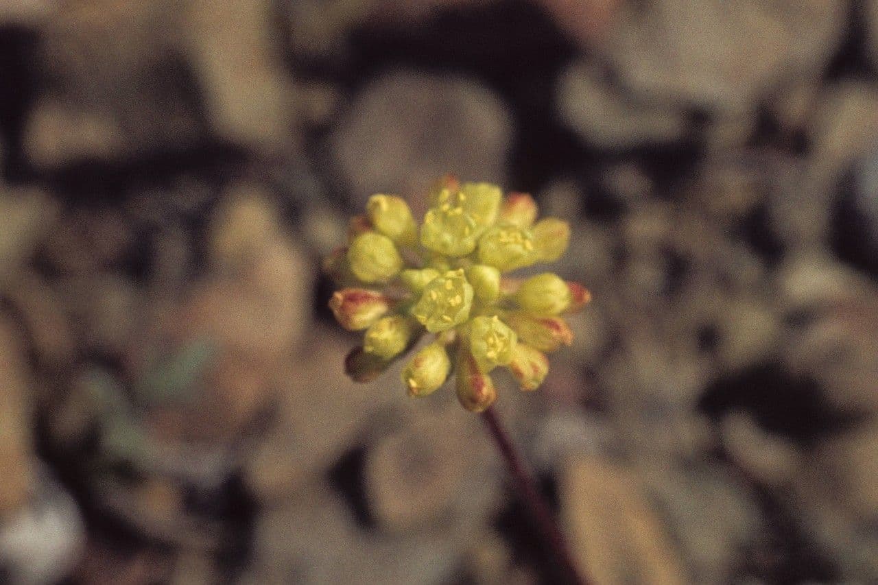 Eriogonum caespitosum 4