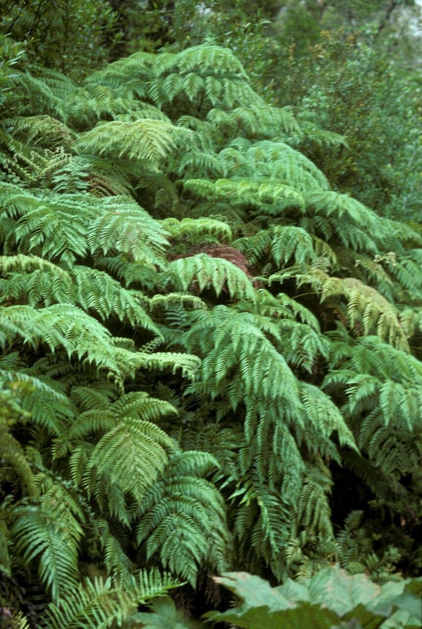 Lophosoria quadripinnata 4