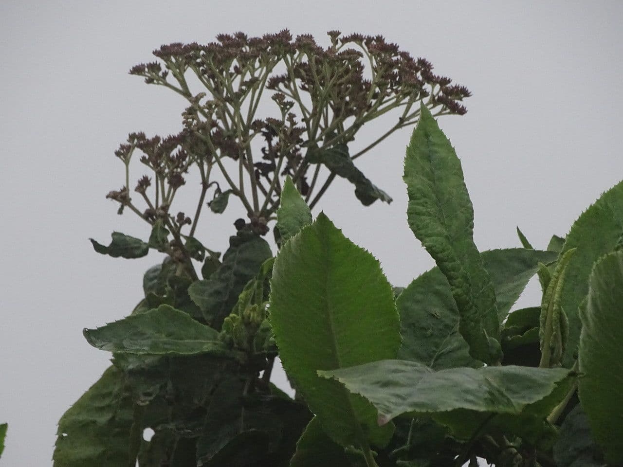 Solano 3
