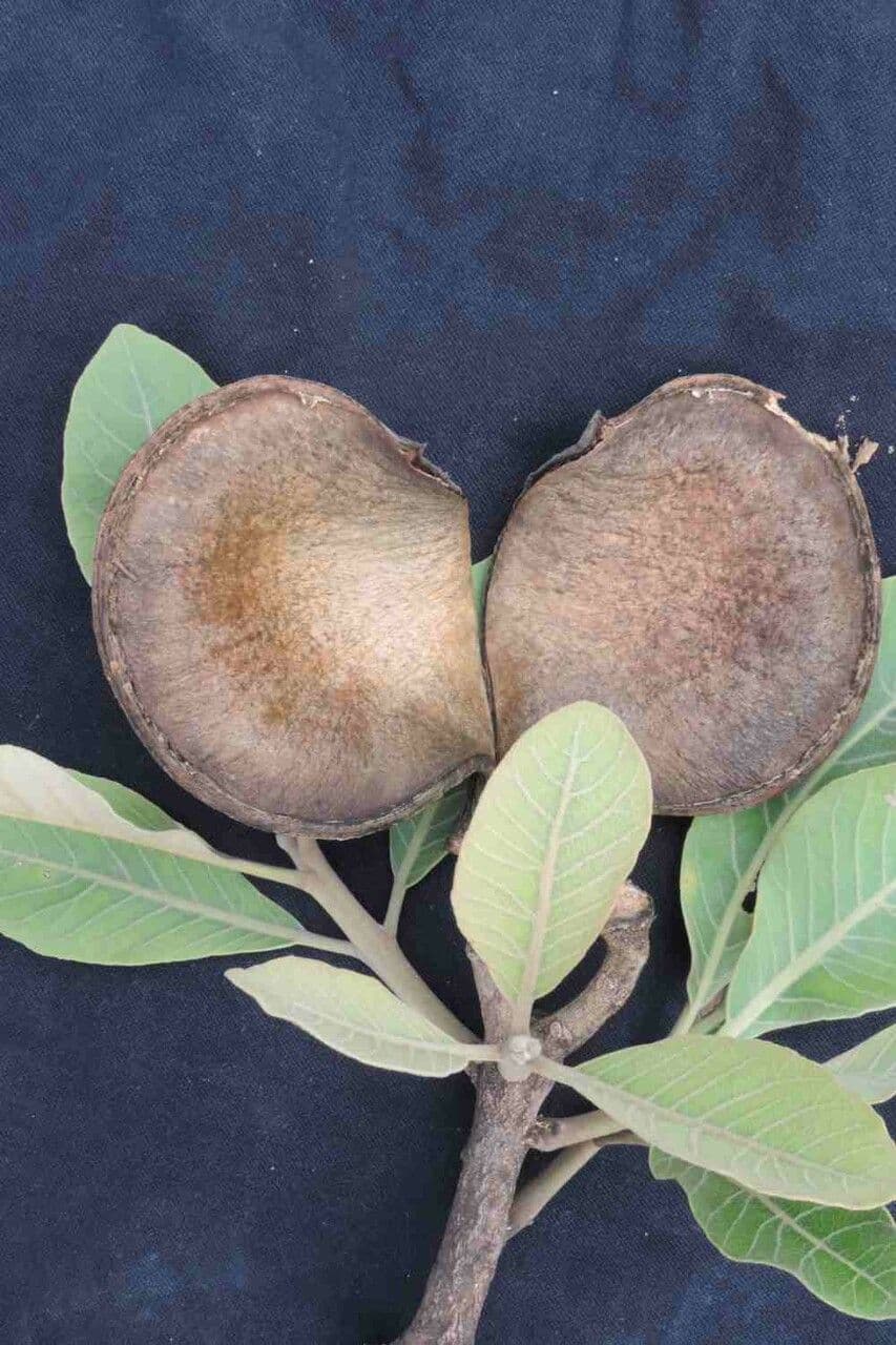 Aspidosperma 2