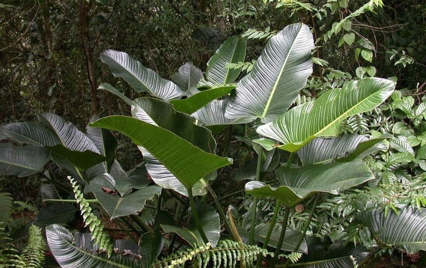 Philodendron 4