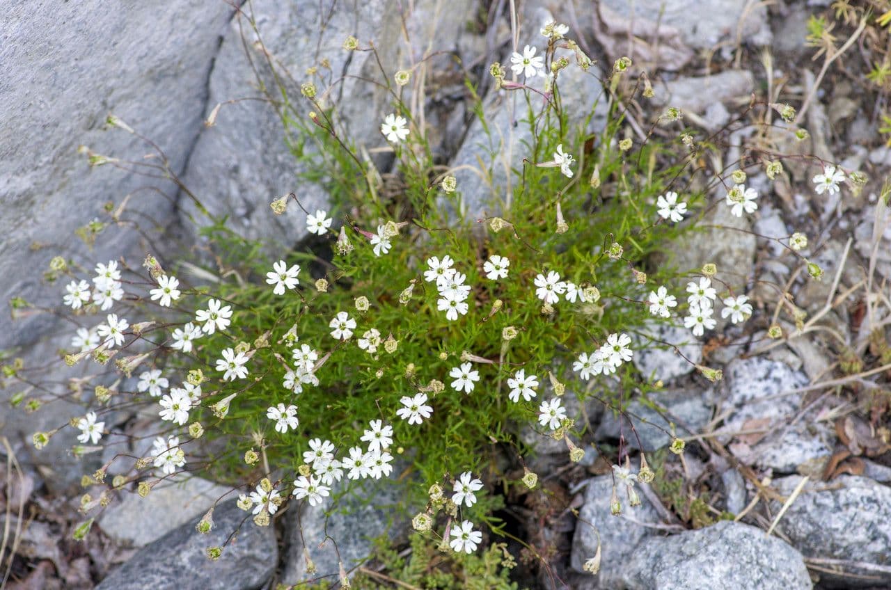 Silene saxifraga 15