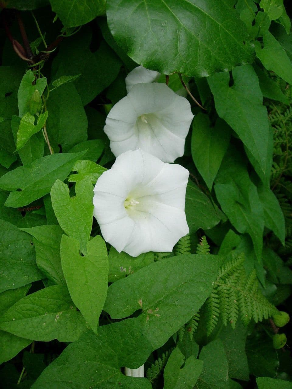 Vilucchiello delle siepi 7