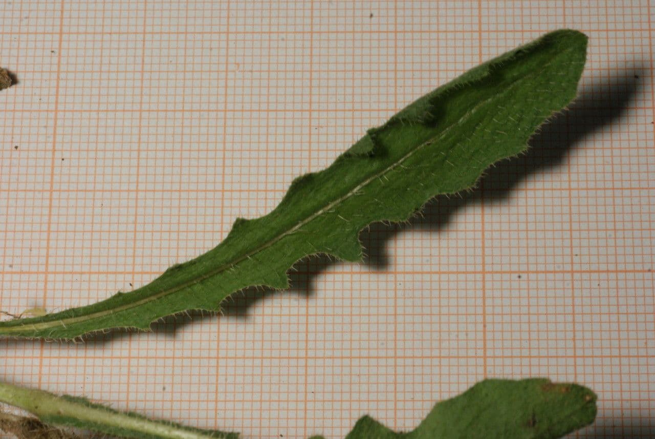 Leontodon tuberoso 19