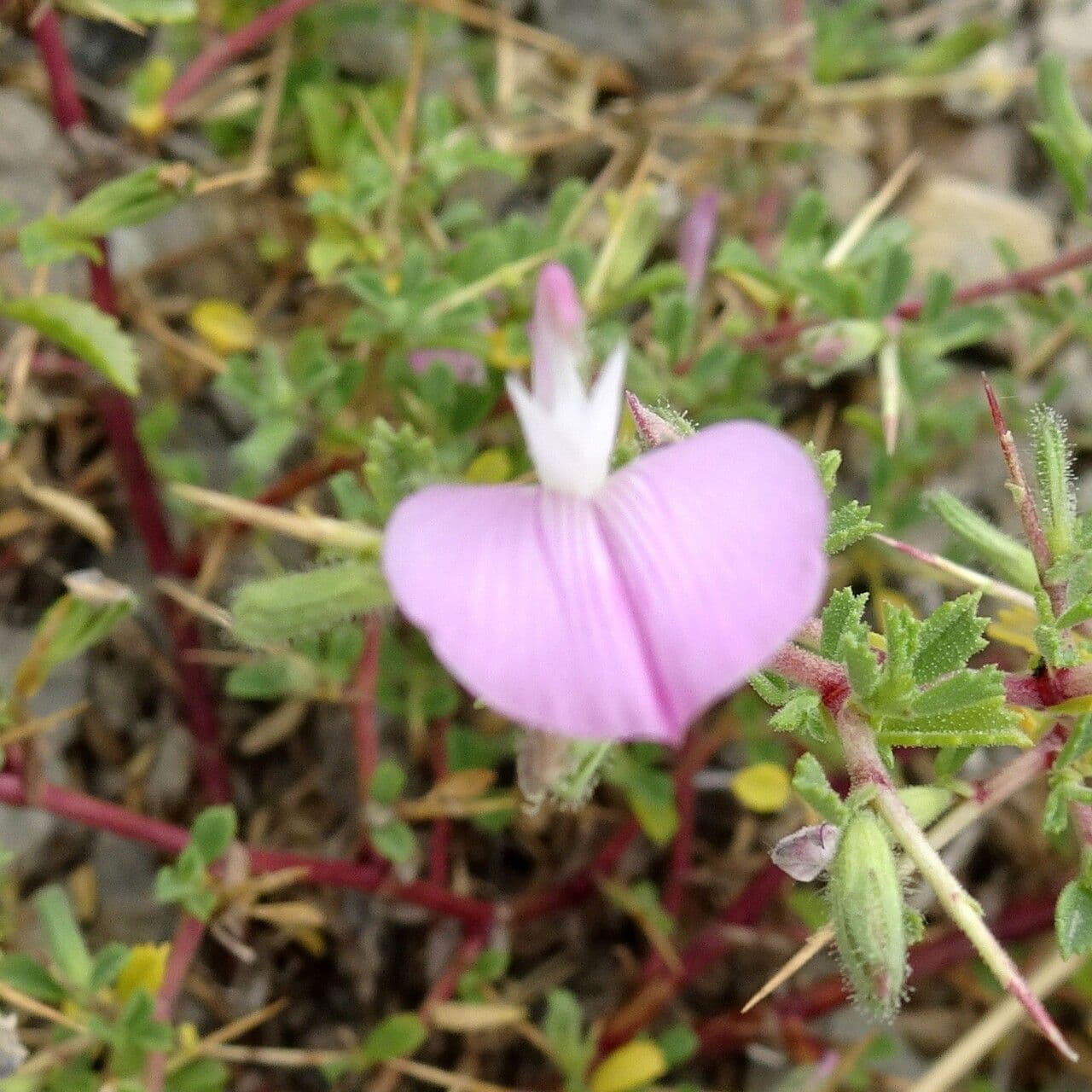 Ononide spinosa 6