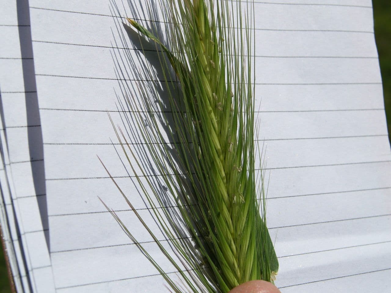 Orzo marittimo 18