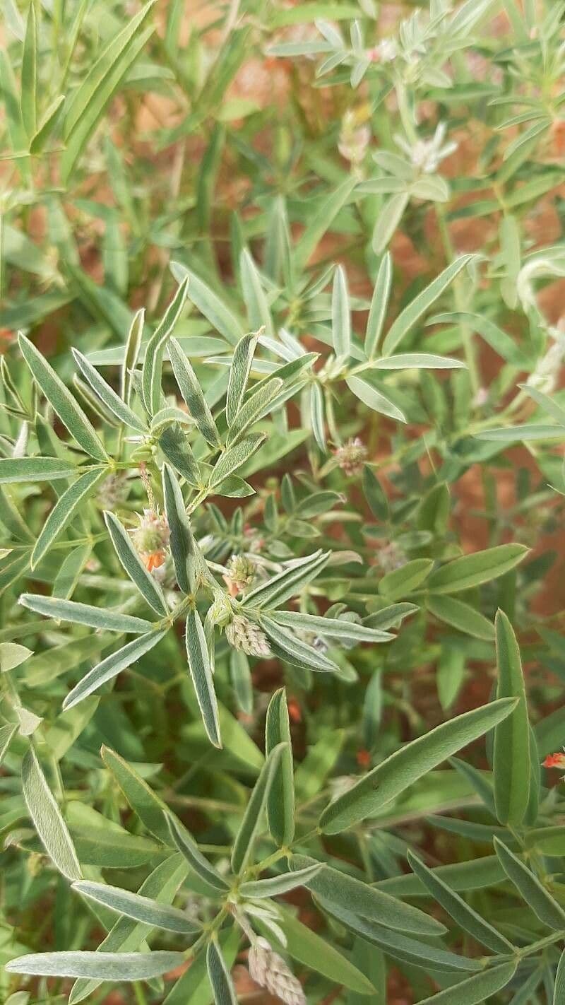 Indigofera 16