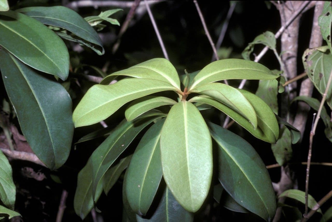 Ardisia 4