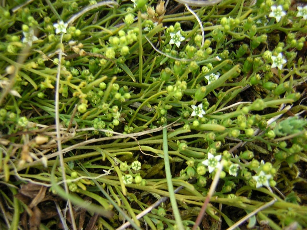 Bastard toadflax 14