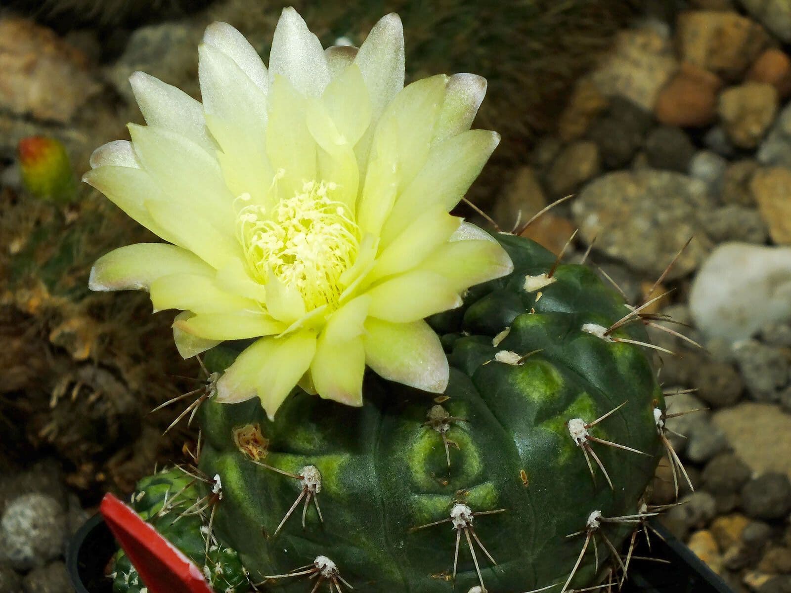 Cactus barbiche 2