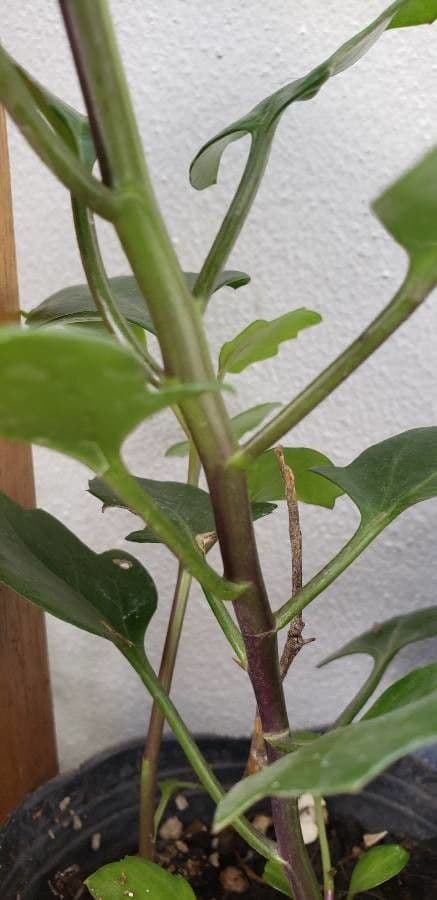 Senecio angulatus 22