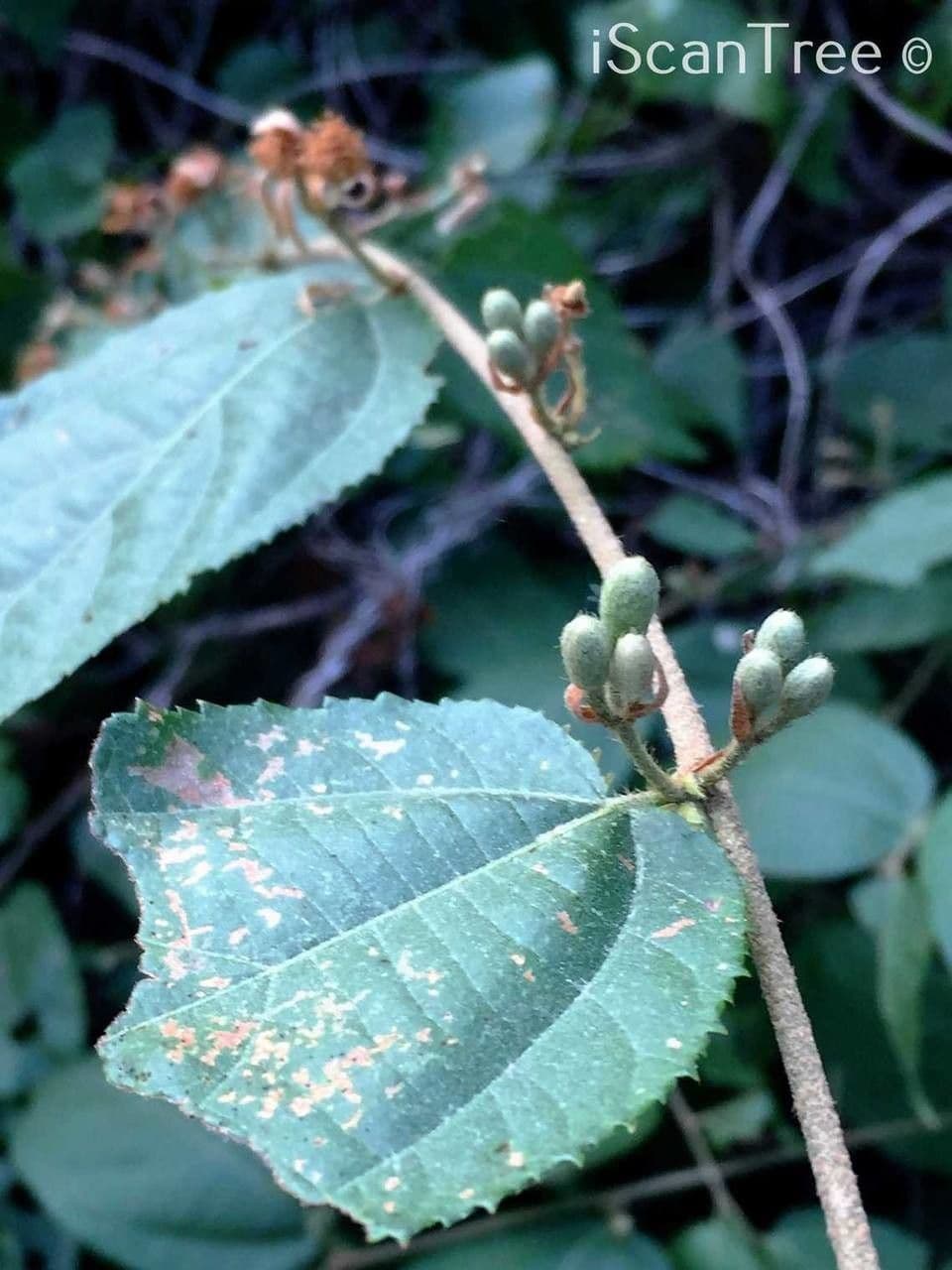 Grewia caffra 10