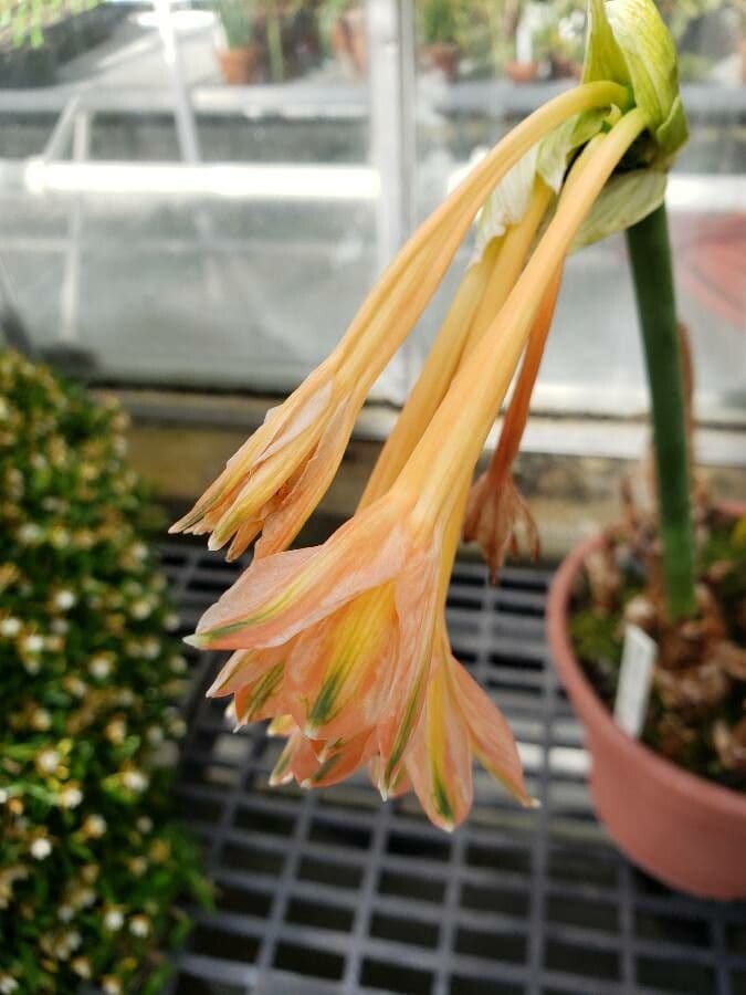Clinanthus