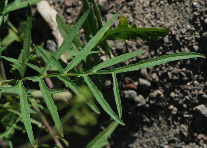 Erba cornacchia altissima 17