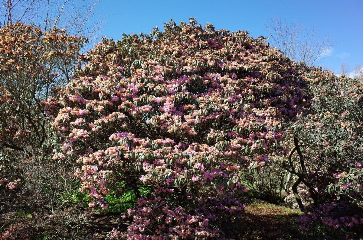 Rododendron rezavý 9