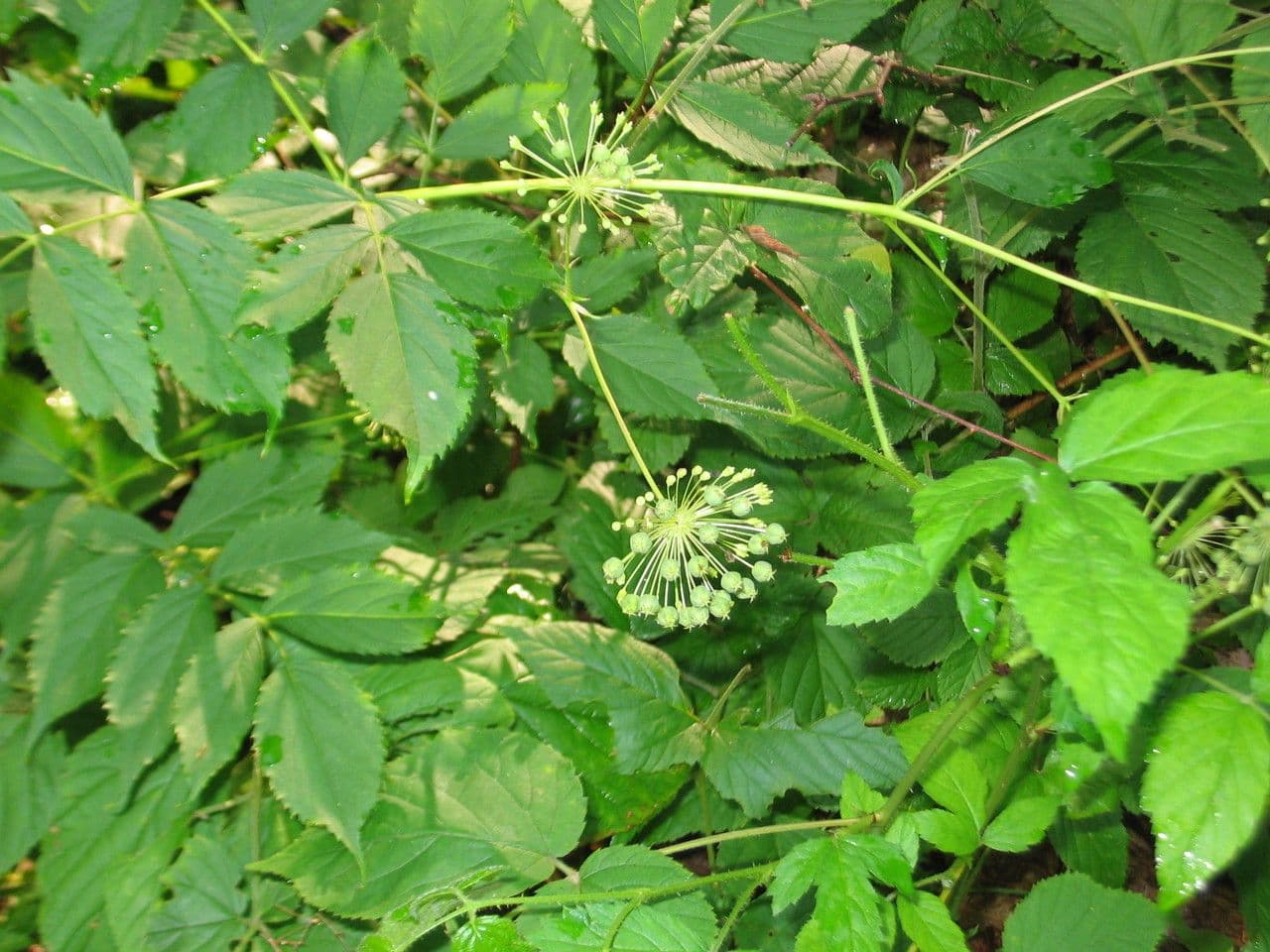 Aralia 12