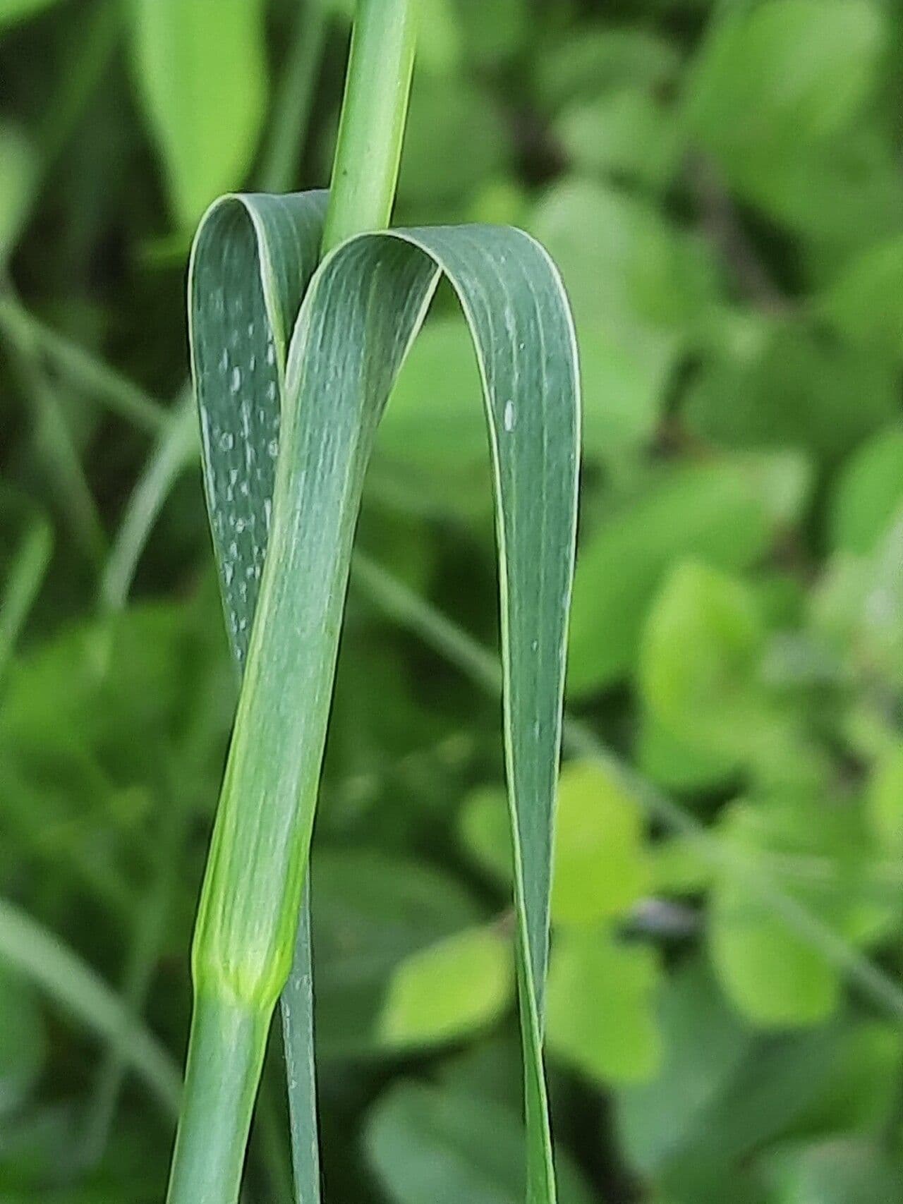 Dianthus 6