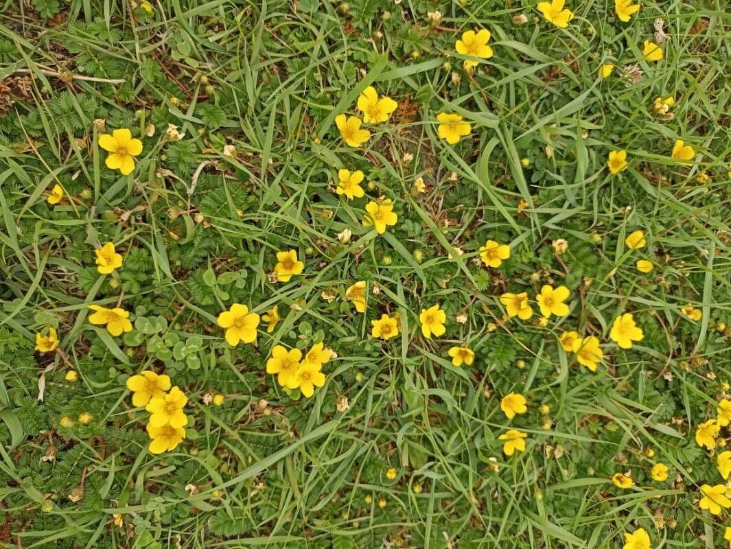 Acetosa