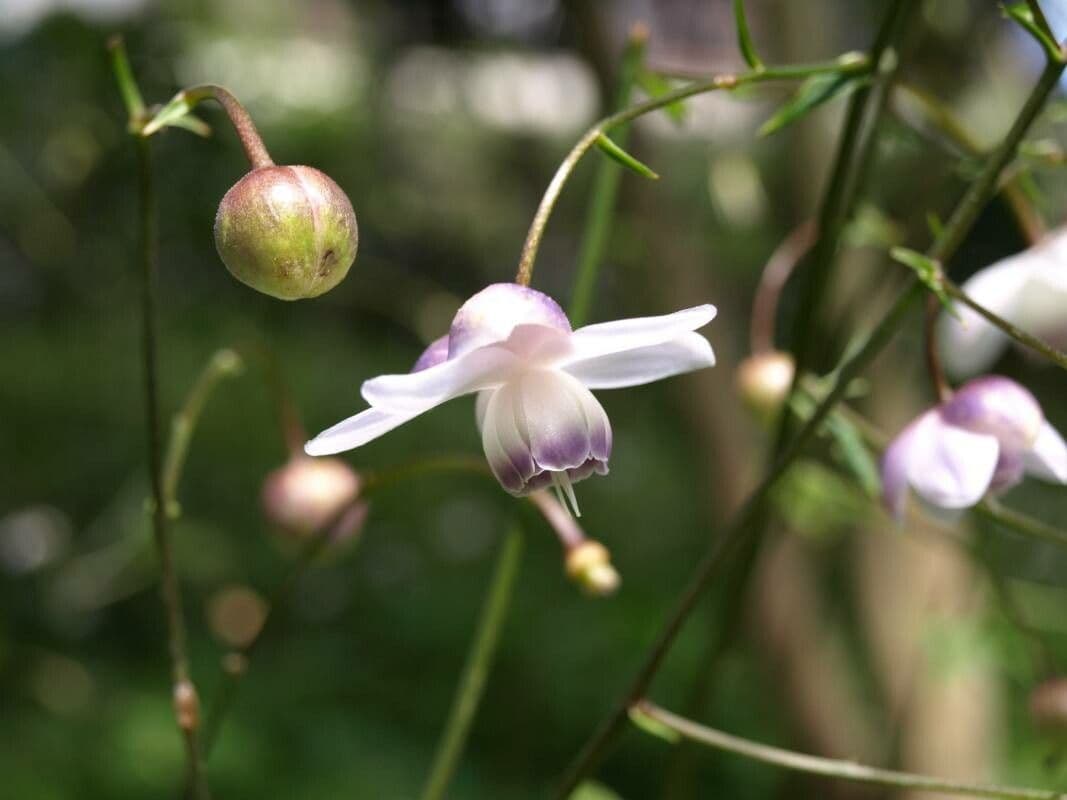 Anemonopsis 5