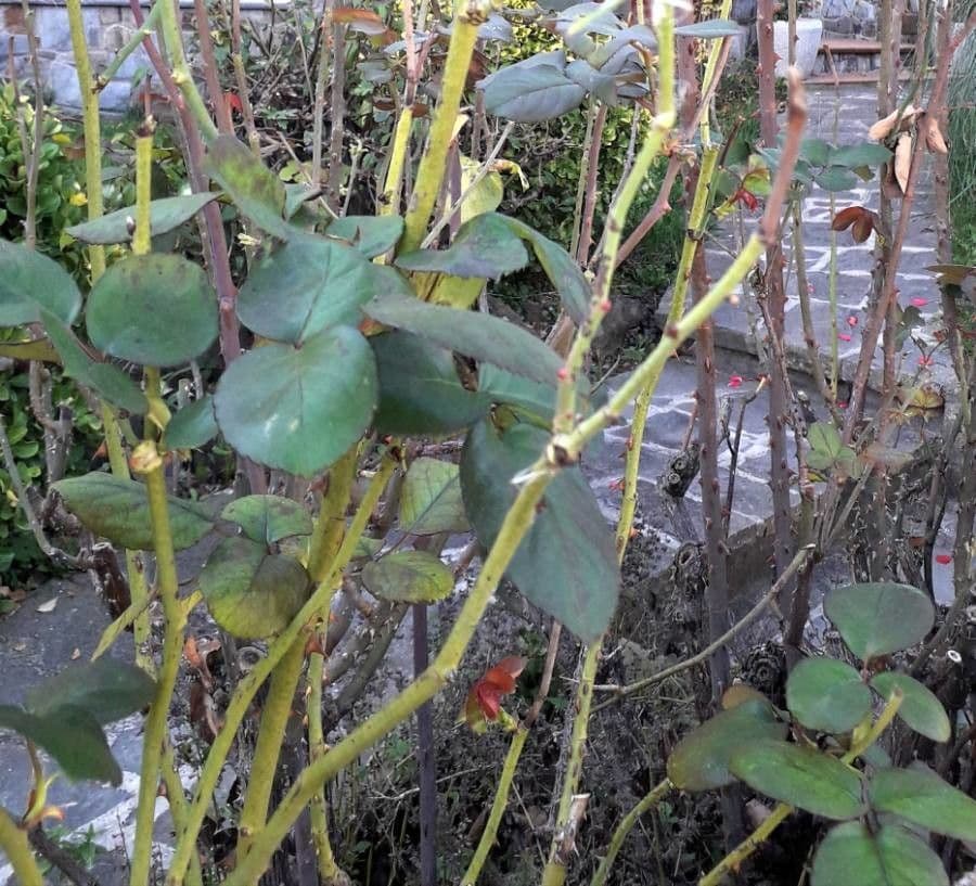 Rosa 19
