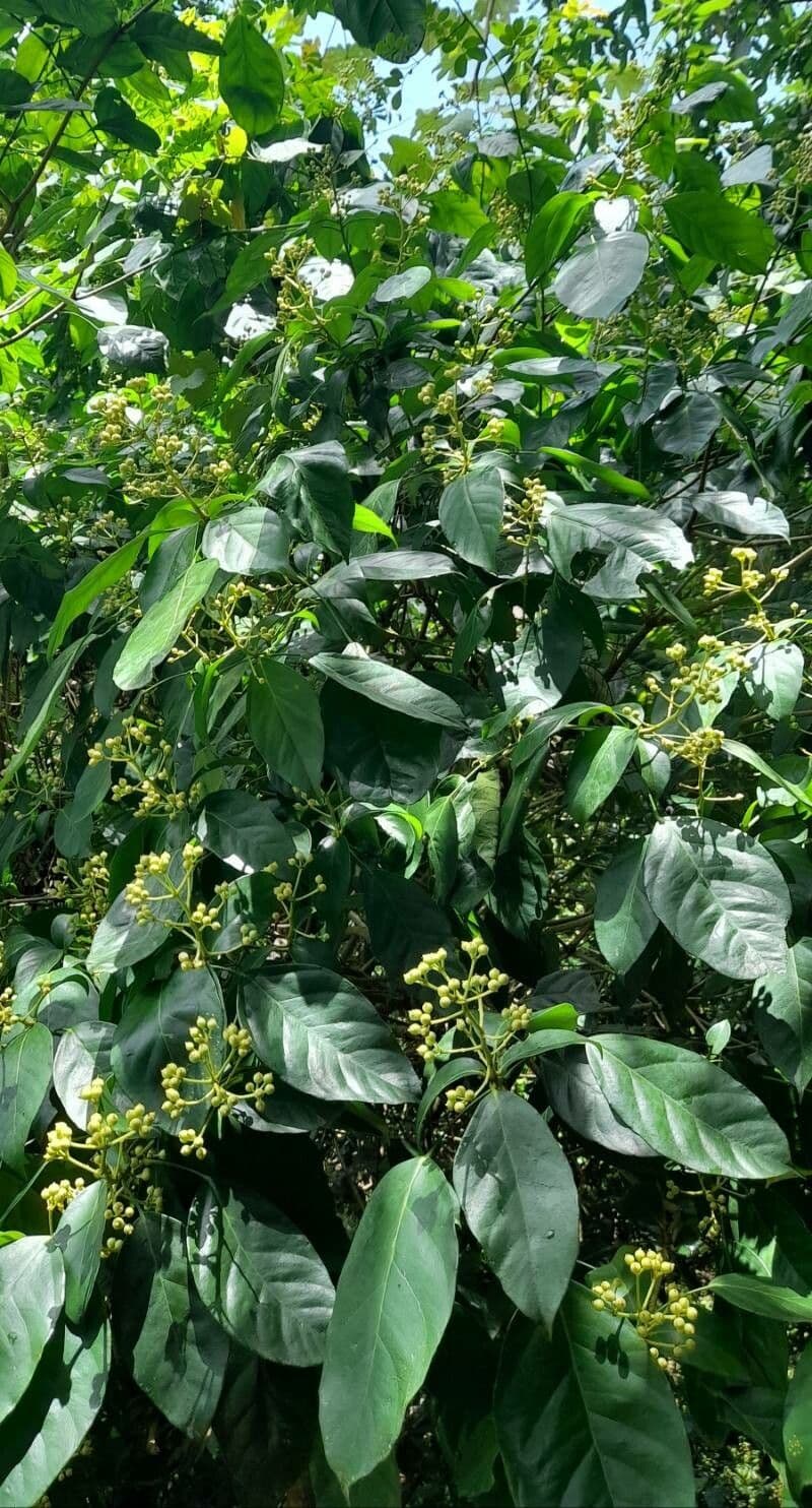 Dendropanax arboreus 12