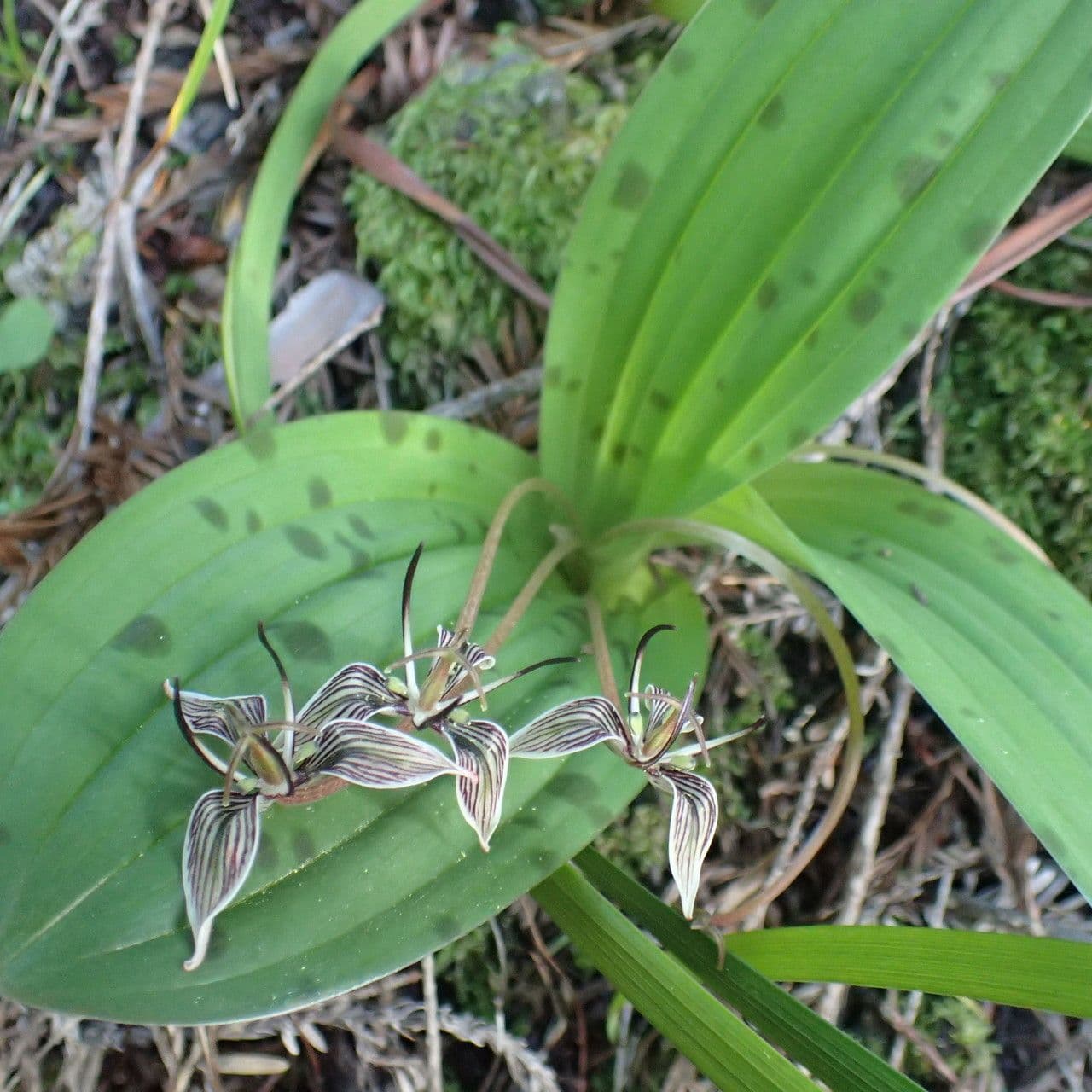 Scoliopus 4