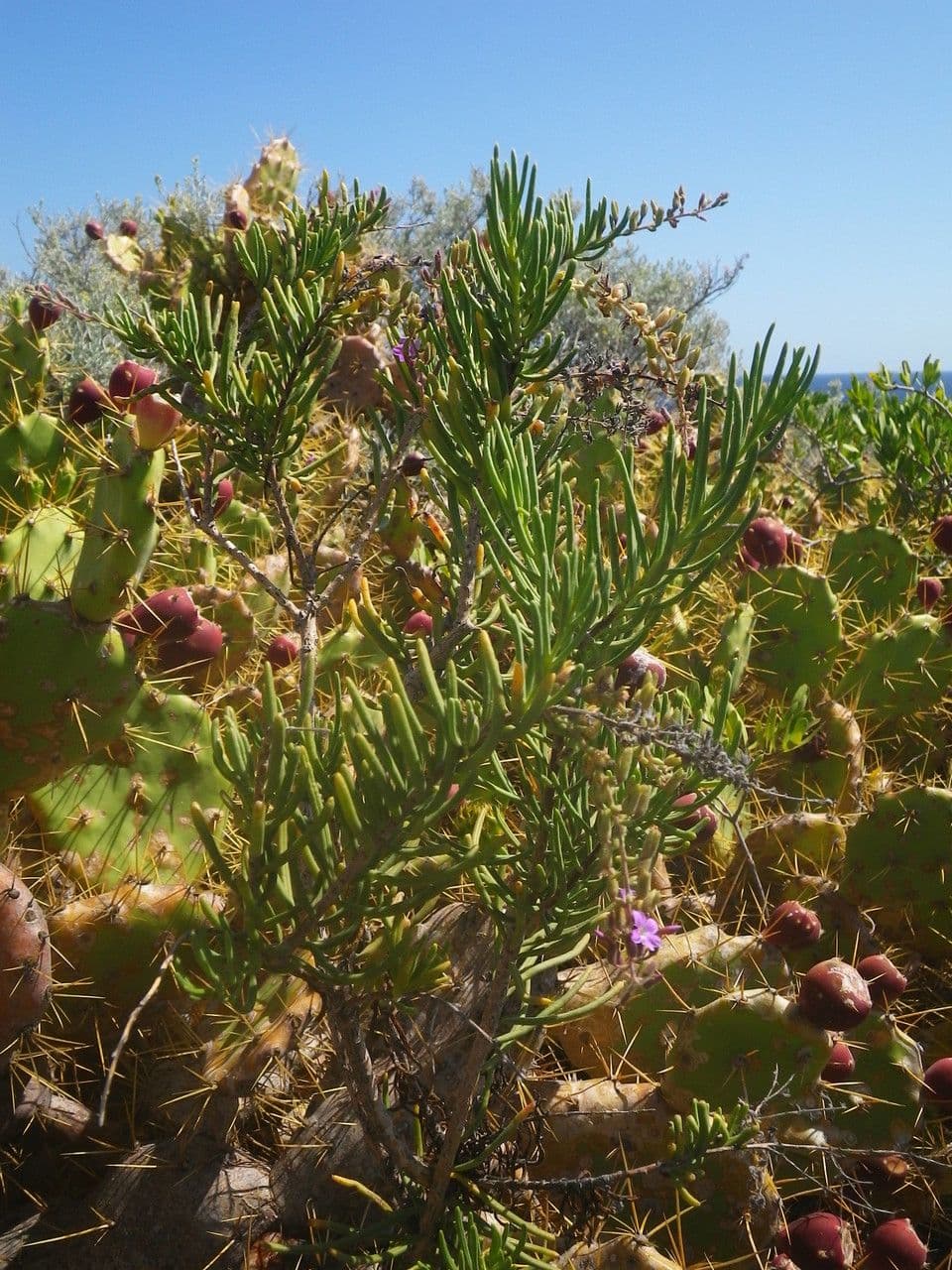 Campylanthus 2