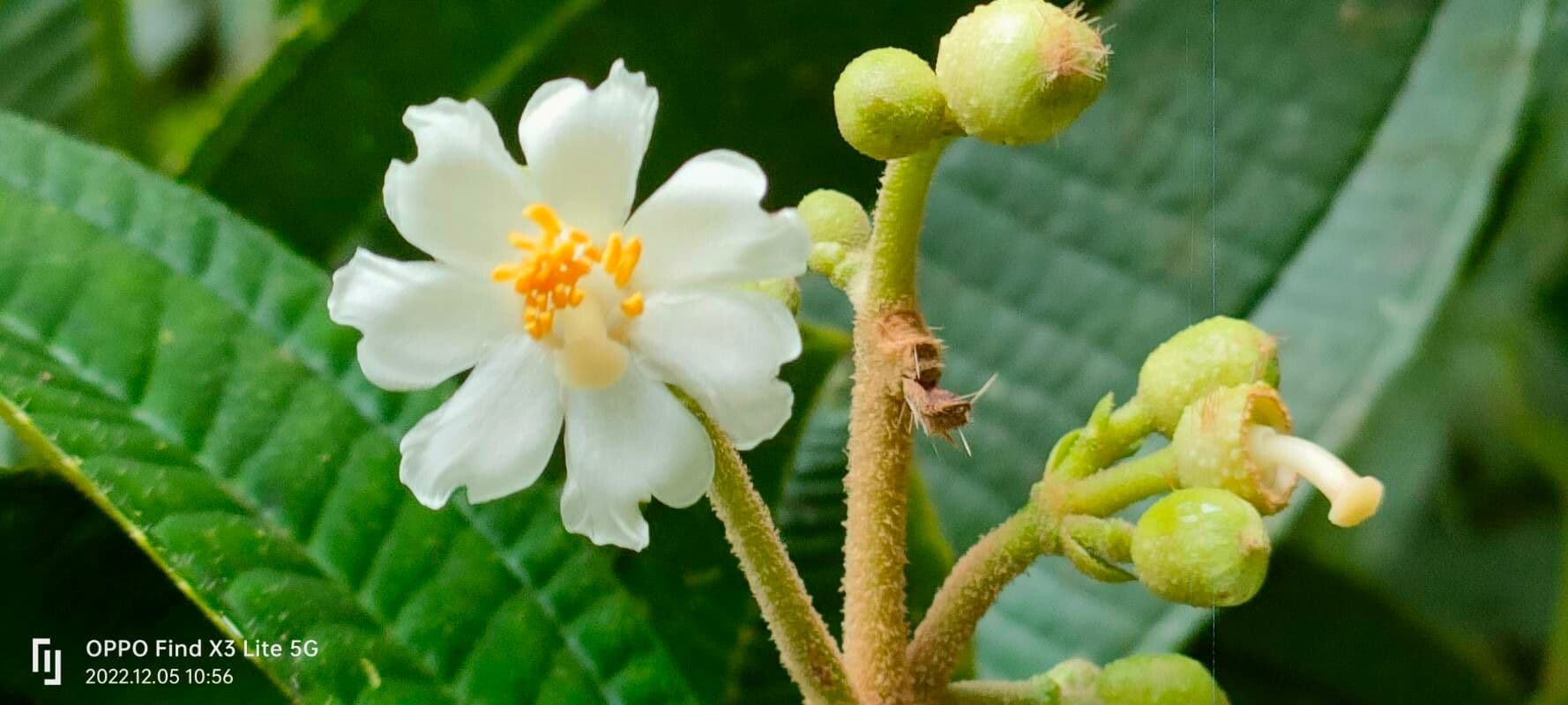 Miconia 2