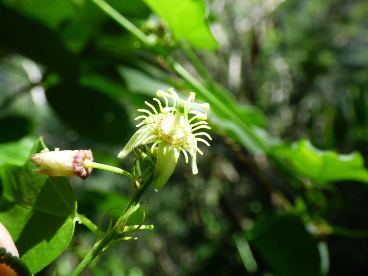 Passiflora suberosa 8
