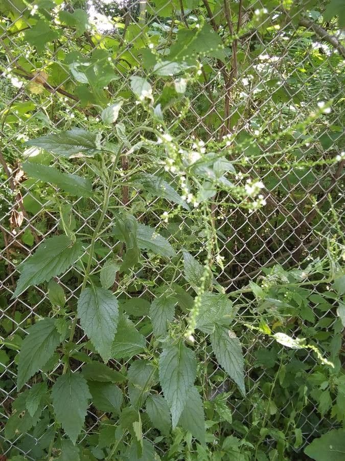 Verbena orticifolia 29