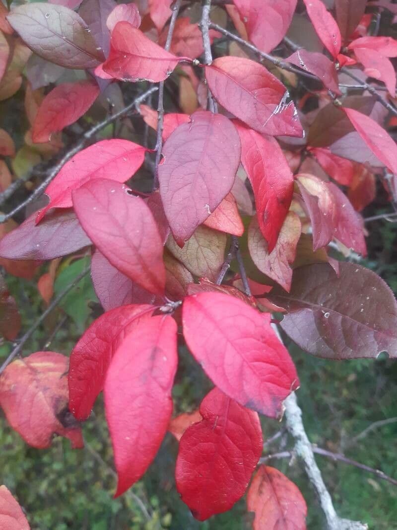 Cotoneaster zabelii 10