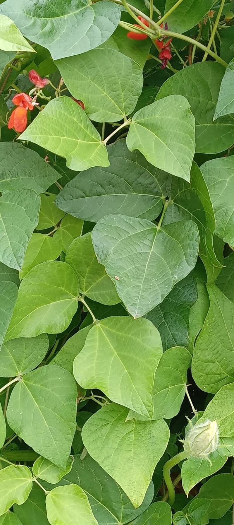 Runner bean 16