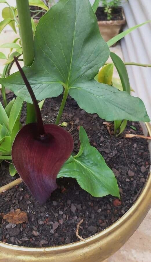 Typhonium 5