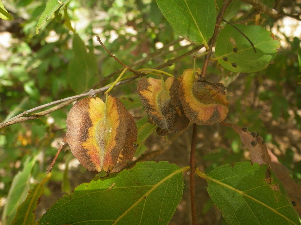 Combretum nigricans