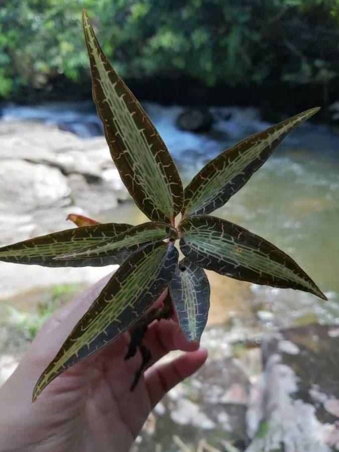Anoectochilus 7