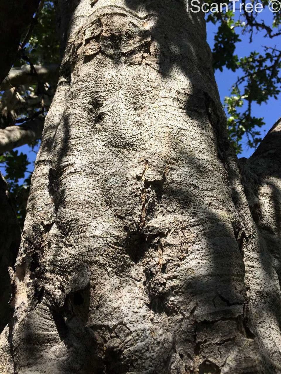 Brechnuss madagaskarische 17