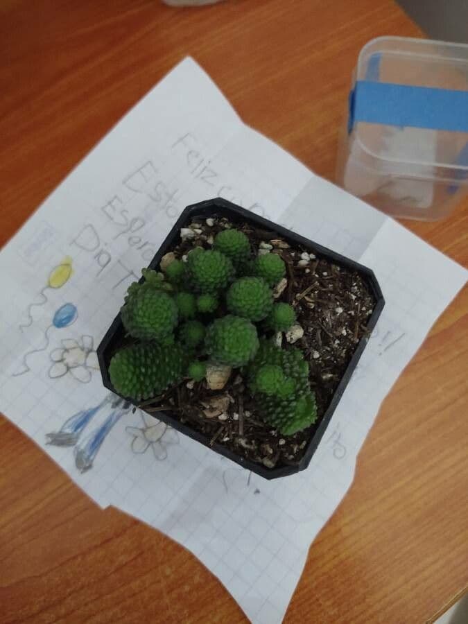 Vielblättrige Monanthes 10