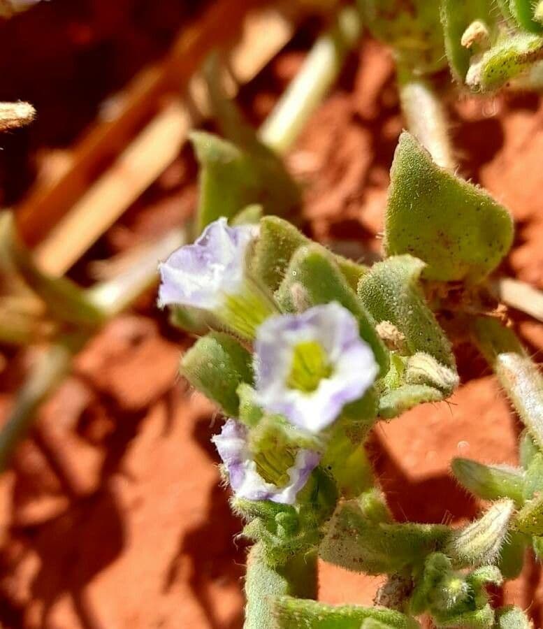 Sclerophylax 2