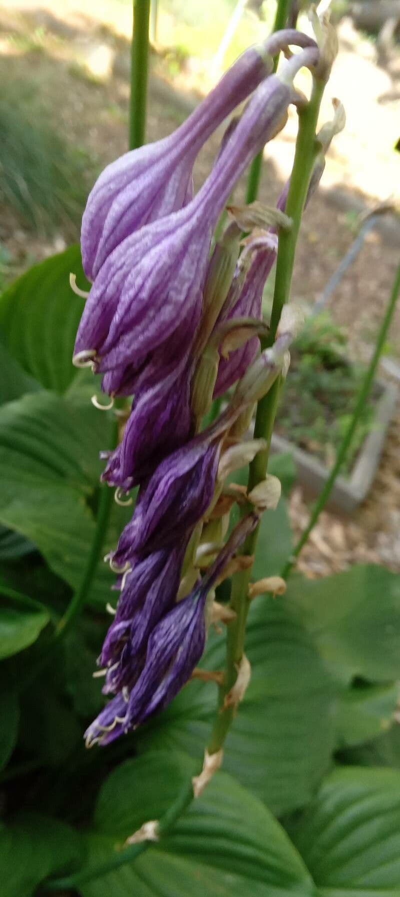 Hosta