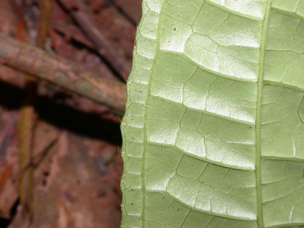 Miconia 8
